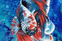 Red-White-and-Blue-Betta